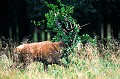 Les branches sont souvent maltraitées par les cerfs. Celui-ci aura du mal à cacher ses méfaits.  

 Mammifère, cerf, brame, forêt, 